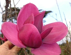 Magnolia Shirazz — photo 2